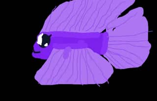 Violetta Scales