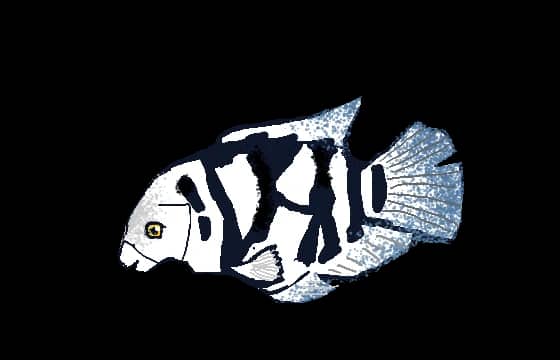 parrotfish-Peter