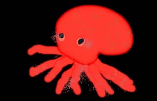 タコちゃん