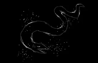 Eel