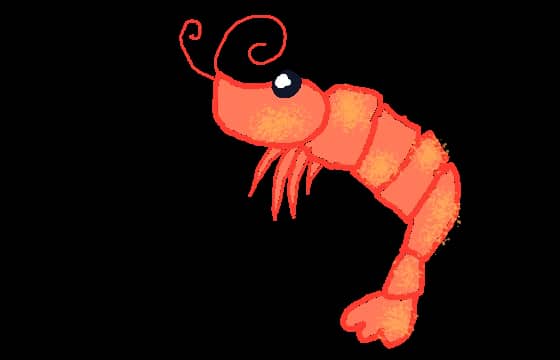 Simp the shrimp