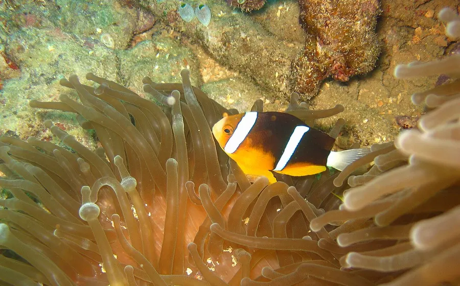 A clownfish sheltering in an anemone