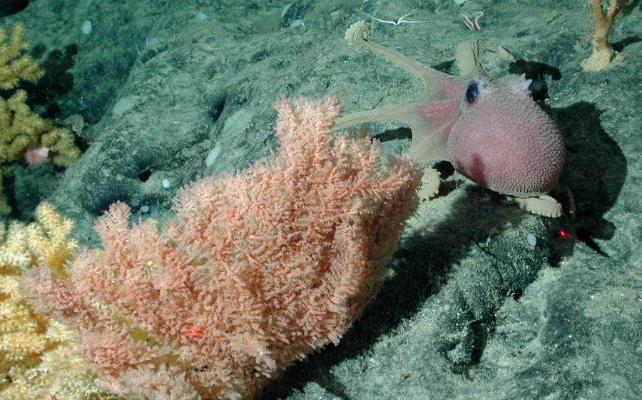 A deep-sea octopus on the seafloor