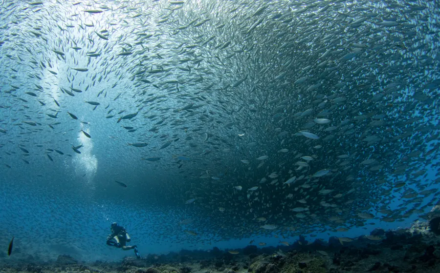 A diver surrounded by a school of bigeye scad