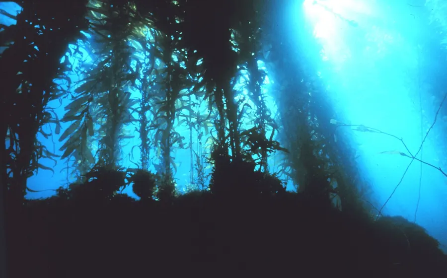 Sunlight through a kelp forest