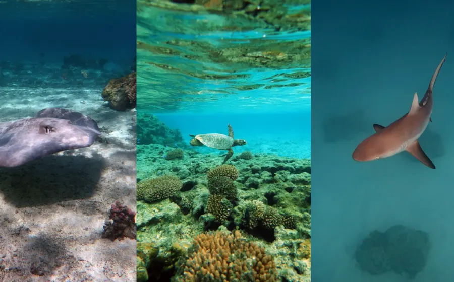 A sea turtle, stingray and shark in a lagoon