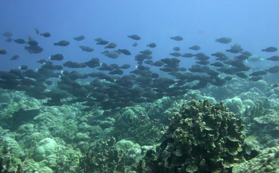 A school of parrotfish over a coral reef