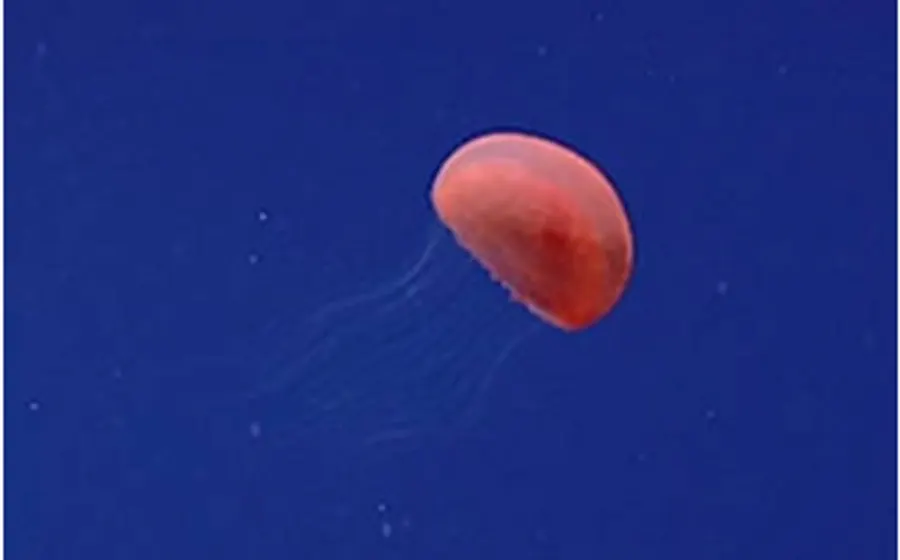 A red jellyfish drifting in deep water
