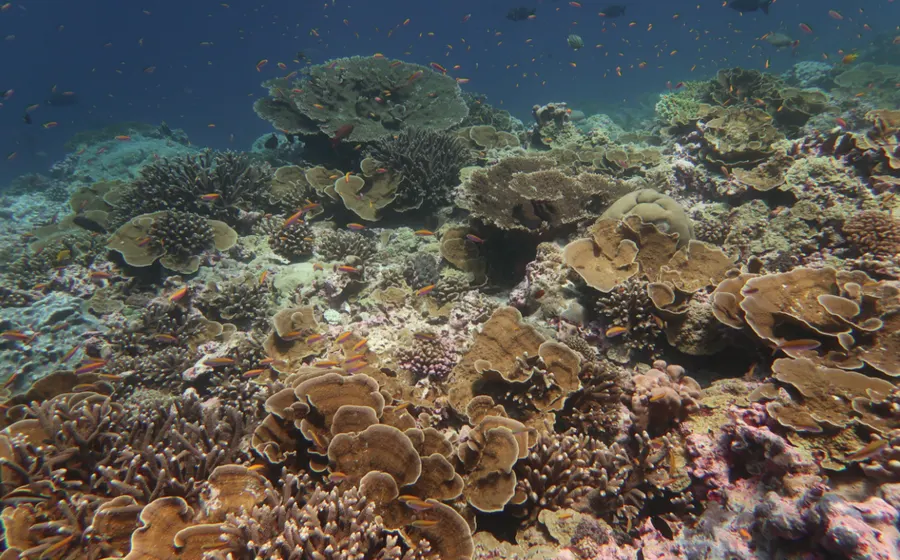 Orange anthias swimming over a coral reef