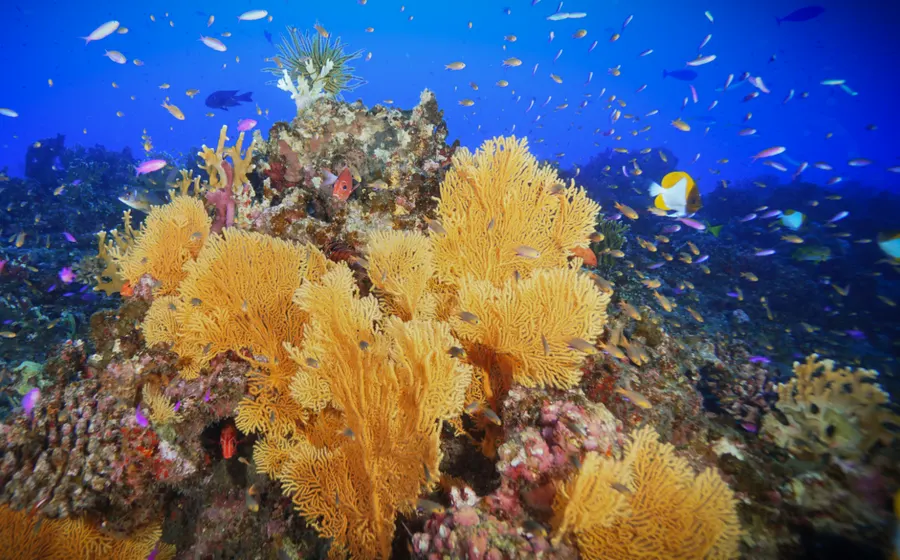 Sea fans on a coral reef